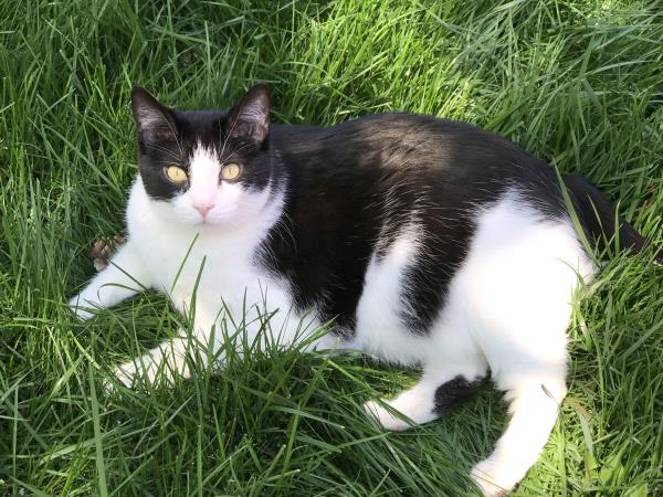 /Images/uploads/Cat Welfare Association/catwelfare2019calendarcontest/entries/6910thumb.jpg